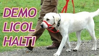 Démonstration du licol HALTI pour empécher votre chien de tirer sur sa laisse [upl. by Eislek]