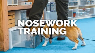 Nosework Training with Andrew Ramsey First Look [upl. by Janaye876]