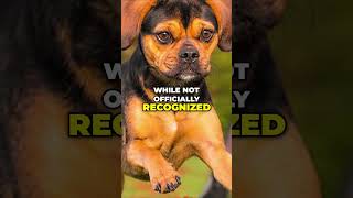 Puggle Dog Breed Adorable [upl. by Raab]