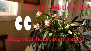 How to Leach Potted Plants [upl. by Aihset]