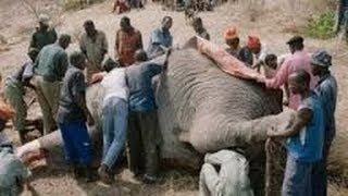 SE COMEN A UN ELEFANTE EN 107 MINUTOS Zimbabue [upl. by Hahcim]