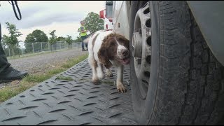 Police dogs sniff out trouble ahead of Kendal Calling [upl. by Asela]