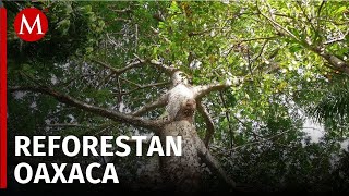 Oaxaca inicia proyecto de reforestación con el árbol Pochote para enfrentar el cambio climático [upl. by Llertnahs]