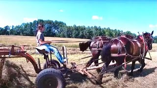 MY DAUGHTERS HELP WITH HAULING BALES  Farming With Draft Horses [upl. by Inaoj]