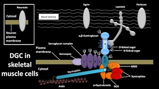 Dystrophin glycoprotein complex or DGC in skeletal muscle cells [upl. by Zeeba]