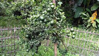 Mandarin orange china orange cultivation in Bangladesh  about bd [upl. by Encratis936]