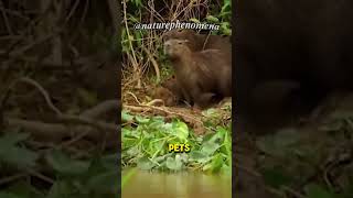 Meet the Capybara The Worlds Largest Rodent [upl. by Kahaleel878]