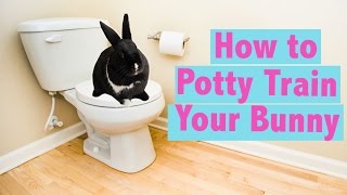 How to Potty Train your Rabbit [upl. by Yenahs]