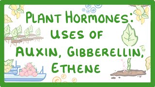 GCSE Biology  Plant Hormones  Uses of Auxin Gibberellin and Ethene 53 [upl. by Ina233]