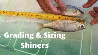 How to Grade amp Sizes Your Shiners [upl. by Weingartner]