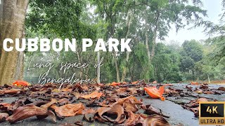 Walk the Park  Cubbon Park  Bengaluru  4K [upl. by Huntington]