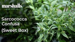 Sarcococca Confusa [upl. by Anawait670]