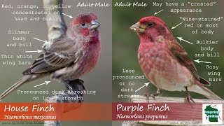 ID Tips Purple Finch vs House Finch [upl. by Jacquie917]