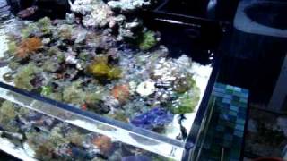 20 gallon shallow reef tank [upl. by Santos3]