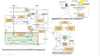 lipogénesis Ac CoA NADPH regulación ACC bioquímica Harper [upl. by Annayhs]