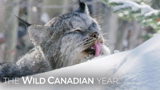 A Wild Canadian Lynx And A Cameraman Develop An Amazing Relationship  Wild Canadian Year [upl. by Atinod]