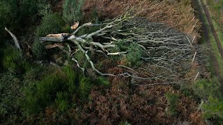 Un hêtre légendaire déraciné par la tempête Ciaran en forêt de Brocéliande  AFP [upl. by Ahsiyt75]