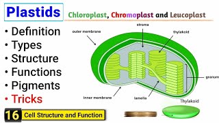 Plastids  Chloroplast Chromoplast and Leucoplast  Complete Concept [upl. by Ynwat]