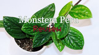 Costa Farms Monstera Peru  Review [upl. by Ahsikyw65]