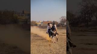 Nazabazi with Mubashar Tiwana beautifulhorses horse pakistan punjab youtube youtubeshorts [upl. by Ainecey]