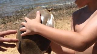 Lake Sam Rayburn Reservoir amp soft shell turtle adventure [upl. by Enilrae]