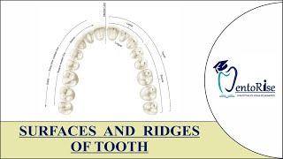 Surfaces and Ridges of teeth  Tooth Surfaces and Ridges  Introduction to surfaces  Dental Anatomy [upl. by Atteirneh]