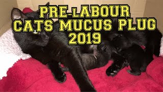 ACTUALLY FOOTAGEOF CATS MUCUS PLUG [upl. by Arod677]