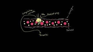 Formation of a fibrin clot [upl. by Dnumyar]