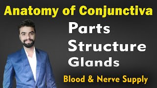 Conjunctiva Anatomy in Hindi  Parts Structure amp Glands of Conjunctiva  Abhishek insight [upl. by Gilmer]