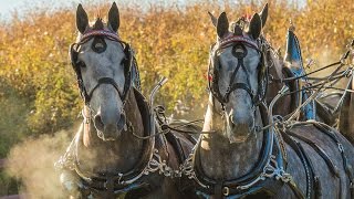 Amazing Horse  Percheron [upl. by Cort]