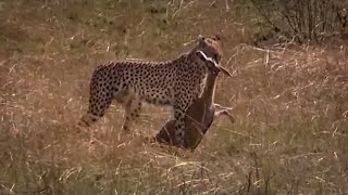 Cheetah Hunting Gazelle  Big Cat Diary  BBC Earth [upl. by Adallard548]