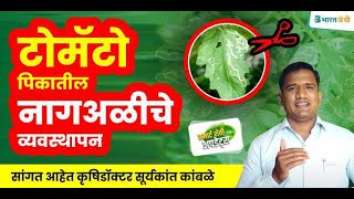 टोमॅटो पिकातील नागआळी व त्याचे व्यवस्थापन  Tomato leaf miner control  नागअळी नियंत्रण [upl. by Juetta]