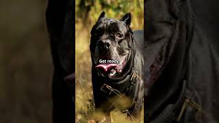 How will you protect your home 🐕❤️ canecorso canecorsobreeder [upl. by Vanya]