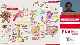 UROLOGÍA  PARTE I [upl. by Daryn]