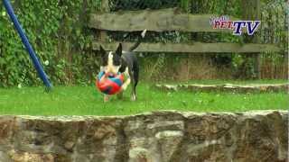 Bull Terrier Informationen zur Rasse [upl. by Doerrer]