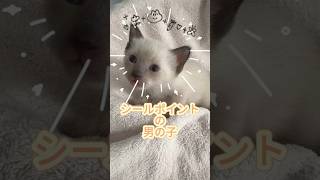 【家族募集中】シールポイント野男の子🐱😻🐱 cat かわいい子猫を毎日紹介しています 子猫 catcute トイボブ 猫のいる暮らし kichifrost [upl. by Aihsas]