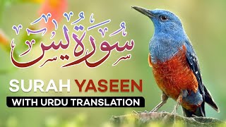 Surah Yasin  Yaseen  with Urdu Translation  Quran Tilawat Beautiful Voice  Hindi Tarjuma [upl. by Bowne]