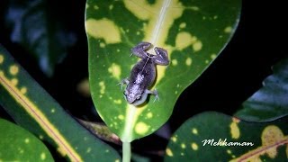 Night time in the Garden  Barbados Whistling Frogs [upl. by Tace]