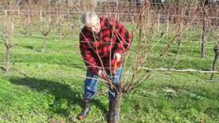 Grape pruning with Jaison Kerr of Kerr Farm Wine at Kumeu New Zealand [upl. by Delilah173]