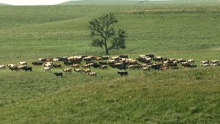 Red House Pasture Tallgrass Prairie National Preserve [upl. by Anwahs]