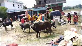 Bihar ka badh flood in Bihar  koshi bandh toot gaya1 [upl. by Norbie161]