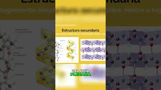 La ESTRUCTURA de las proteínas [upl. by Reisman]