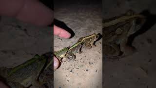 Hahaha catch the last big frog  funny catching frogs  catching frogs flying funny  funny videos [upl. by Gran]