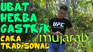 Ubat gastrik herba mujarab cara tradisional [upl. by Aihsemat]