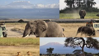 Amboseli national parkBest view of Mount Kilimanjaro amp Wildlife Safari of Elephantsamplions in Kenya [upl. by Ohs496]