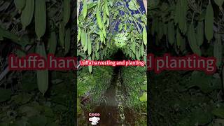 Loofah planting and harvest paddy field planting  build shelves crisp。 絲瓜種植與豐收：水田種植搭架子，脆嫩鮮綠，一摘一筐 [upl. by Veron121]