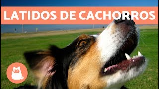 Latidos de cachorros os mais fofos e engraçados [upl. by Etnemelc]