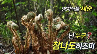 퍼니의 양치식물 넌 누구 참나도히초미 Polystichum ovatopaleaceum var coraiense SaKurata [upl. by Annaor]