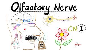 Neuroanatomy  Olfactory Nerve Olfaction amp Anosmia  Cranial Nerve I  Lecture 1 [upl. by Boulanger]