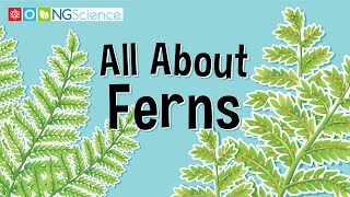 All About Ferns [upl. by Christianna]